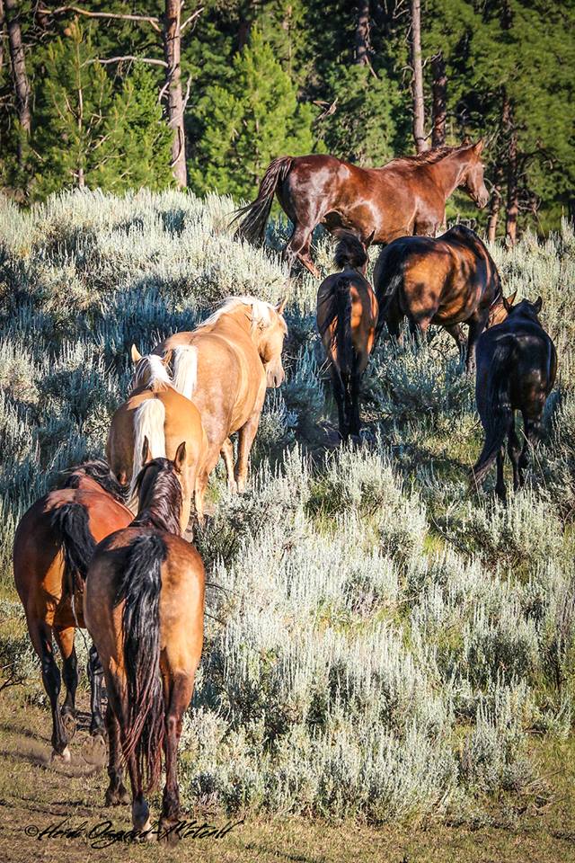 Devine Horses Breeding Colorful Horses in Western Montana