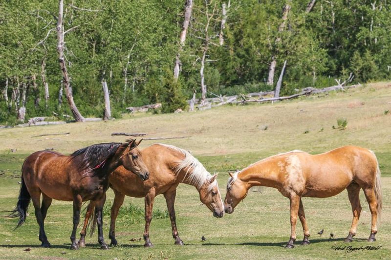 Devine Horses Breeding Colorful Horses in Western Montana