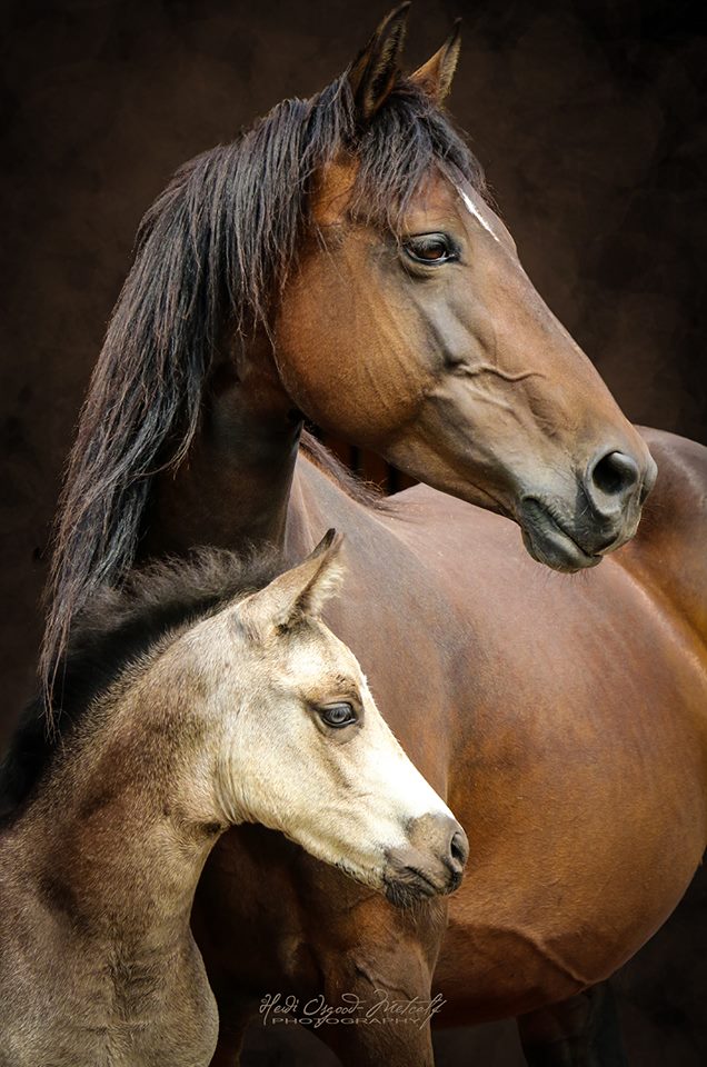 Morgan mare and foal