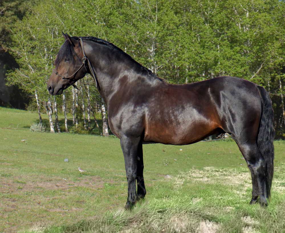 Marvelous Ima Dandy Morgan stallion