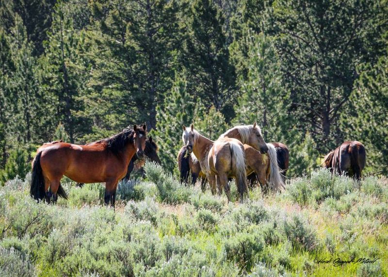 Morgan horses in mountain pasture